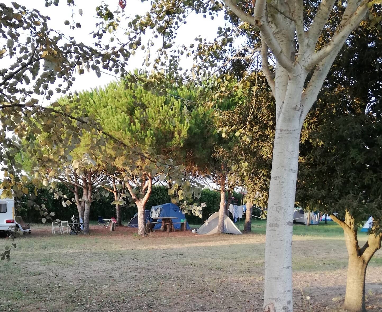 Tende e camper all'ombra dei pini